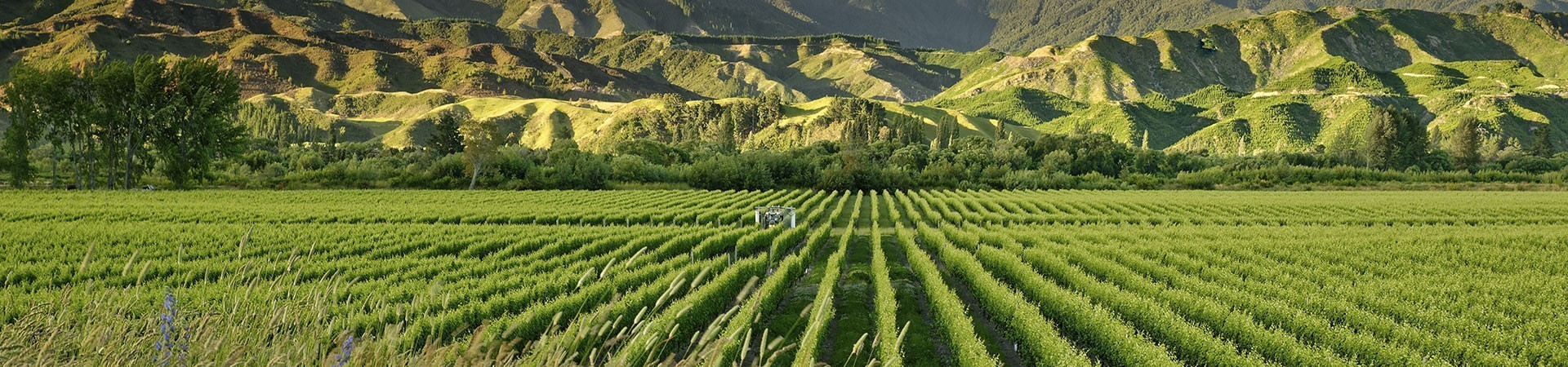 Comprar vinos [c1] [c2] [c3] [c4] de Marlborough