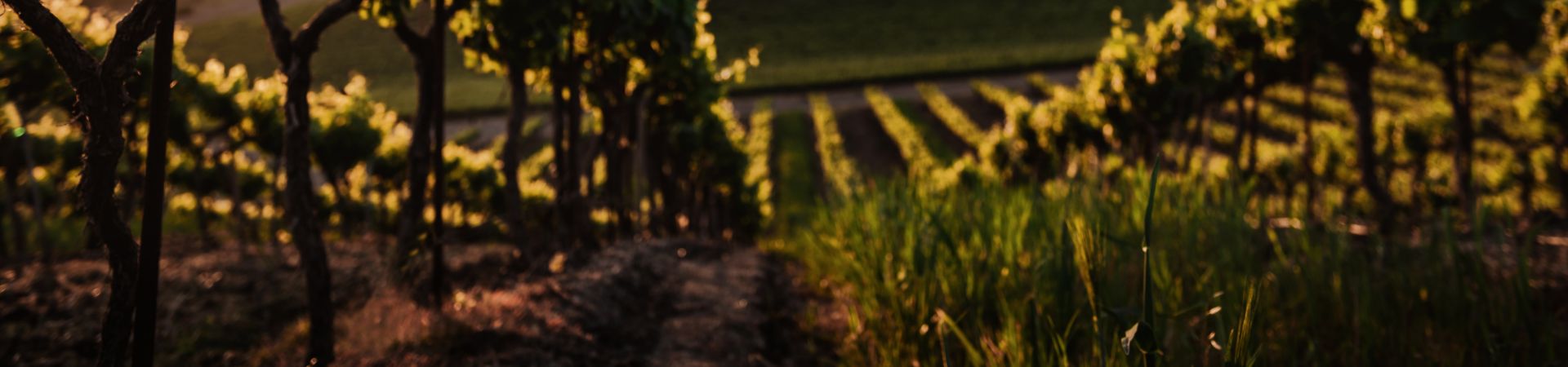 Contacta con nosotros | Tienda Rioja